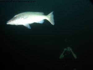 Scuba diving surrounded by sharks in Moorea