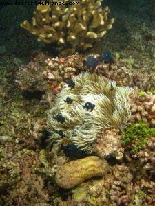 Scuba diving surrounded by sharks in Moorea