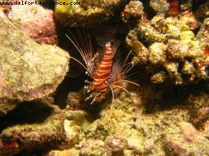 Scuba diving surrounded by sharks in Moorea
