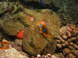Scuba diving surrounded by sharks in Moorea