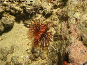 Scuba diving surrounded by sharks in Moorea