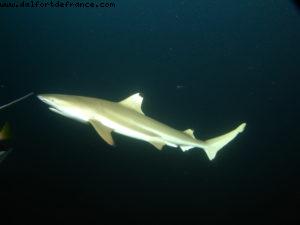 Scuba diving surrounded by sharks in Moorea