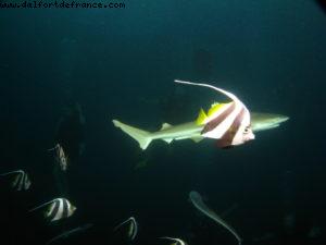 Scuba diving surrounded by sharks in Moorea