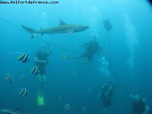 Scuba diving surrounded by sharks in Moorea