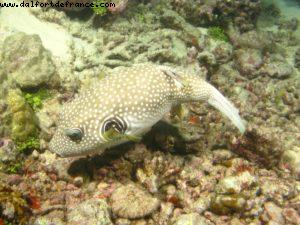 Scuba diving surrounded by sharks in Moorea