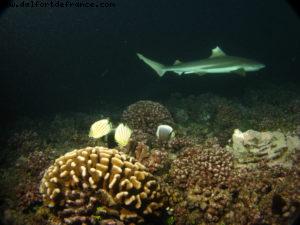 Scuba diving surrounded by sharks in Moorea