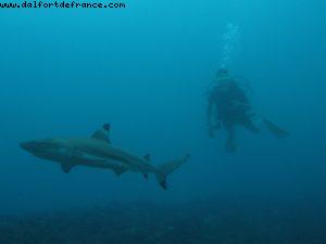 Scuba diving surrounded by sharks in Moorea