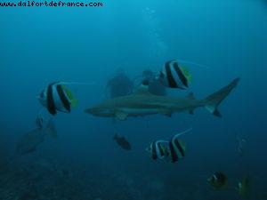 Scuba diving surrounded by sharks in Moorea