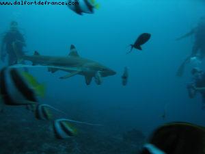 Scuba diving surrounded by sharks in Moorea