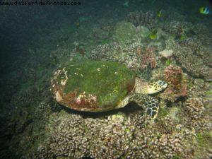 Scuba diving surrounded by sharks in Moorea