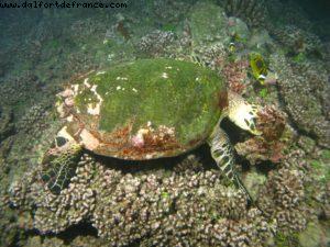 Scuba diving surrounded by sharks in Moorea
