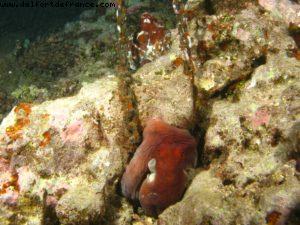 Scuba diving surrounded by sharks in Moorea