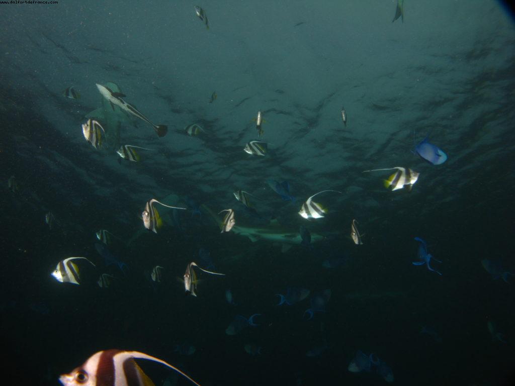 Scuba diving surrounded by sharks in Moorea