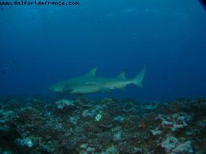 Scuba diving surrounded by sharks in Moorea