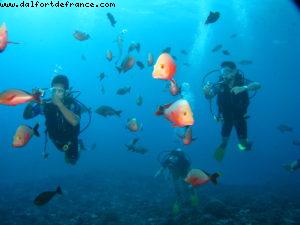 Scuba diving surrounded by sharks in Moorea