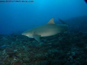 Scuba diving surrounded by sharks in Moorea