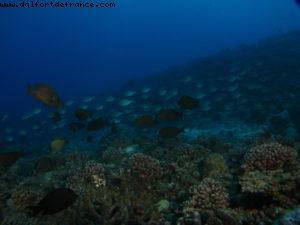 Scuba diving surrounded by sharks in Moorea