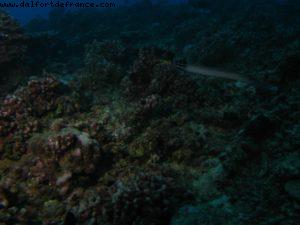 Scuba diving surrounded by sharks in Moorea