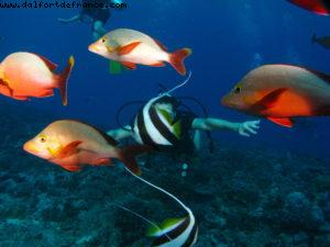 Scuba diving surrounded by sharks in Moorea