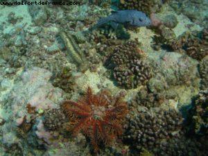 Scuba diving surrounded by sharks in Moorea