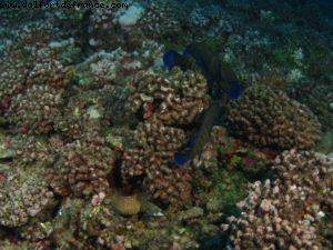Scuba diving surrounded by sharks in Moorea