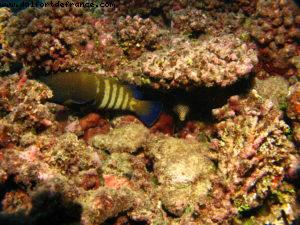 Scuba diving surrounded by sharks in Moorea