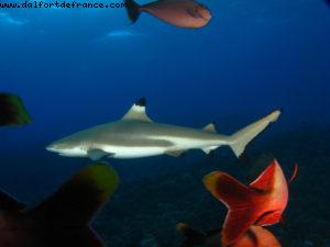 Scuba diving surrounded by sharks in Moorea
