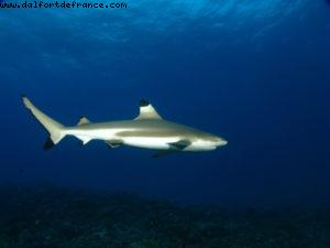 Scuba diving surrounded by sharks in Moorea