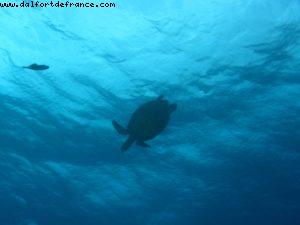 Scuba diving surrounded by sharks in Moorea