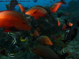 Scuba diving surrounded by sharks in Moorea