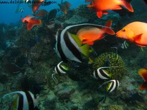 Scuba diving surrounded by sharks in Moorea