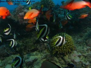 Scuba diving surrounded by sharks in Moorea