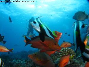 Scuba diving surrounded by sharks in Moorea