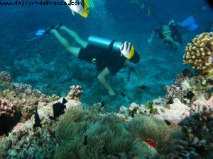 Scuba diving surrounded by sharks in Moorea