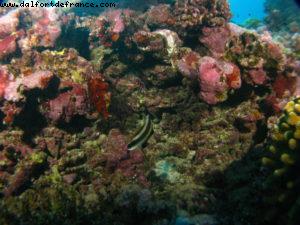 Scuba diving surrounded by sharks in Moorea