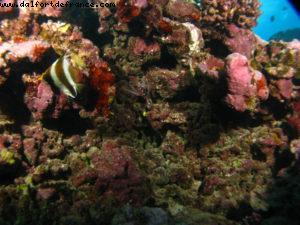 Scuba diving surrounded by sharks in Moorea