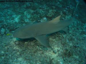 Scuba diving surrounded by sharks in Moorea
