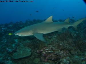 Scuba diving surrounded by sharks in Moorea
