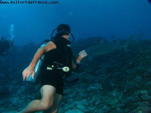 Scuba diving surrounded by sharks in Moorea