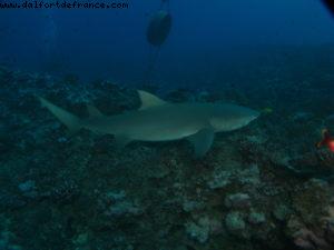 Scuba diving surrounded by sharks in Moorea