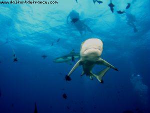 Scuba diving surrounded by sharks in Moorea