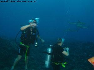 Scuba diving surrounded by sharks in Moorea