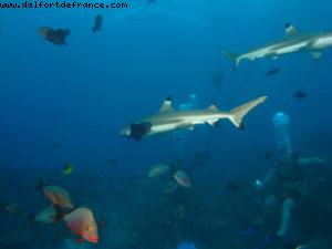 Scuba diving surrounded by sharks in Moorea