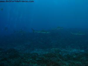 Scuba diving surrounded by sharks in Moorea