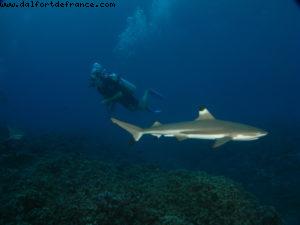 Scuba diving surrounded by sharks in Moorea