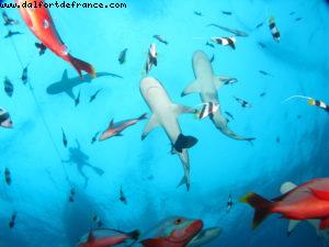 Scuba diving surrounded by sharks in Moorea