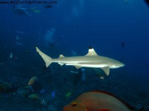 Scuba diving surrounded by sharks in Moorea