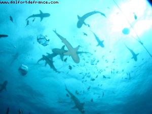 Scuba diving surrounded by sharks in Moorea