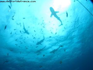Scuba diving surrounded by sharks in Moorea