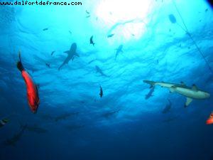 Scuba diving surrounded by sharks in Moorea